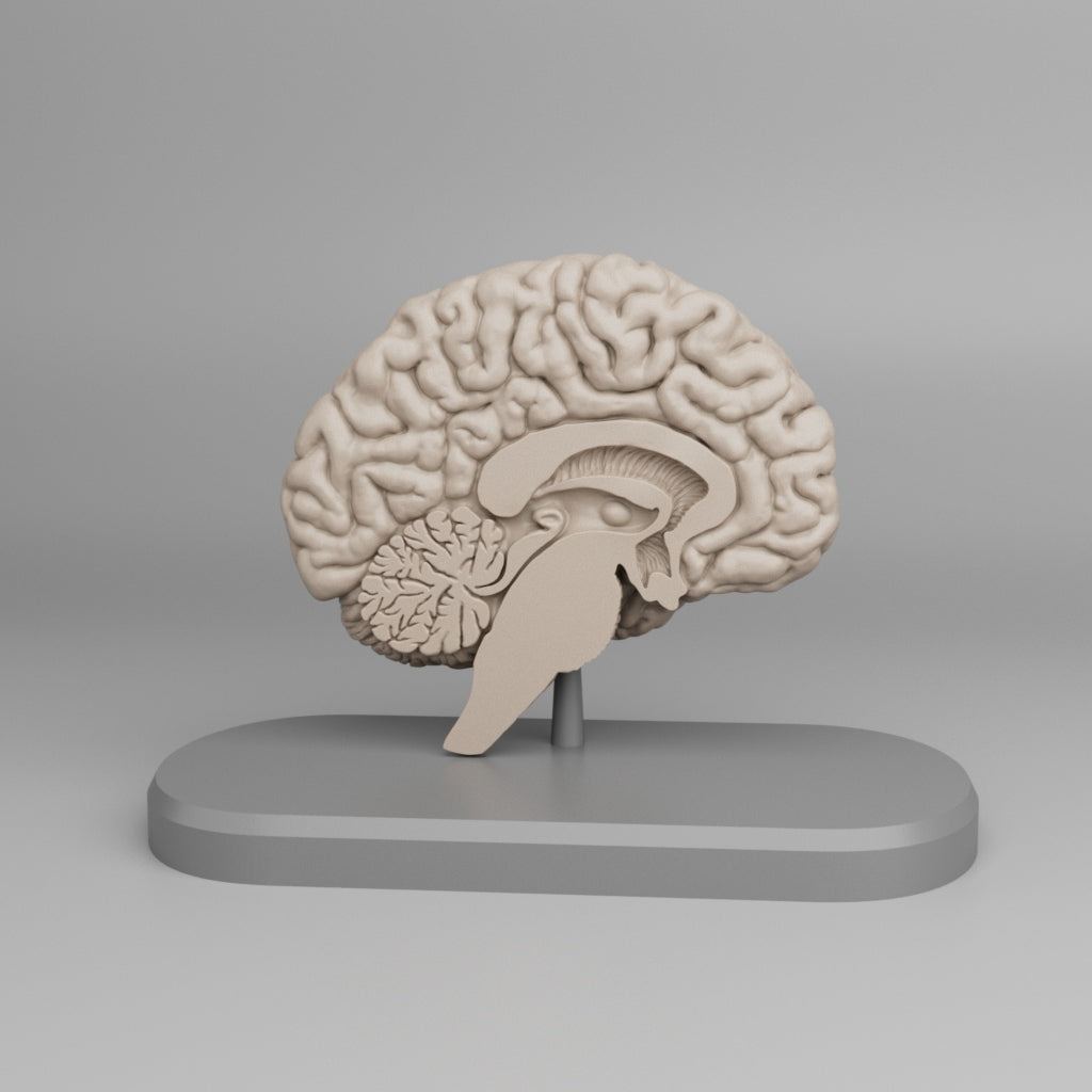 Brain Anatomy Cross-Section 3D print