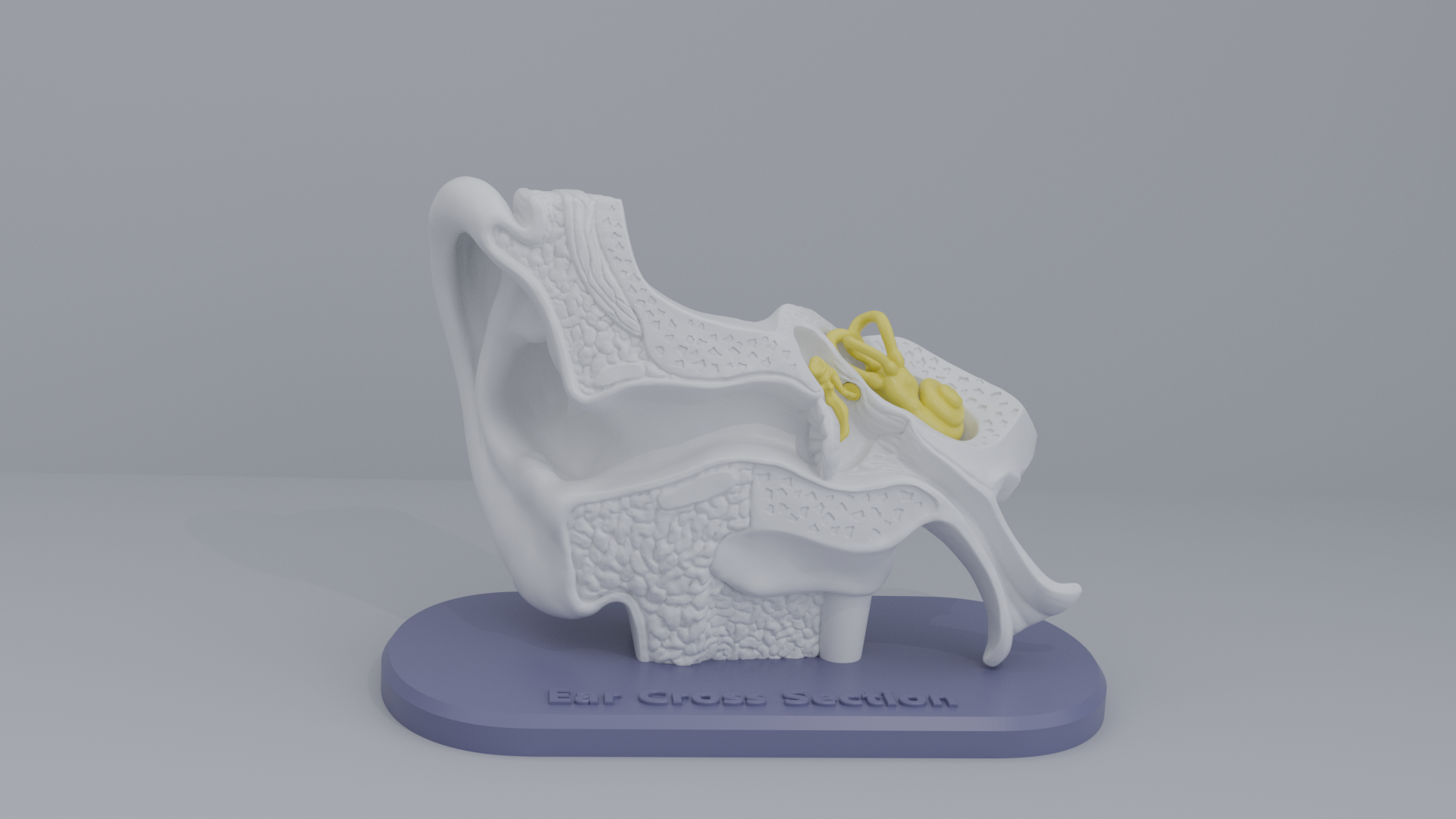 Ear-Cross-Section Anatomy for Students And decoration