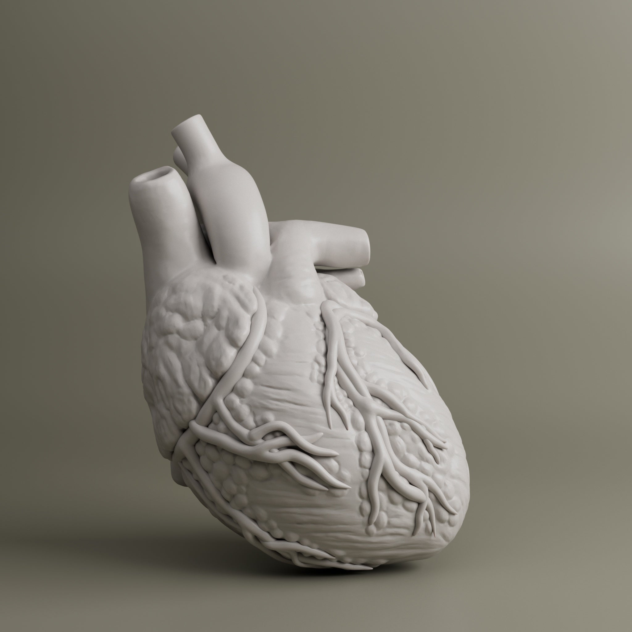 Heart Anatomy For Education
