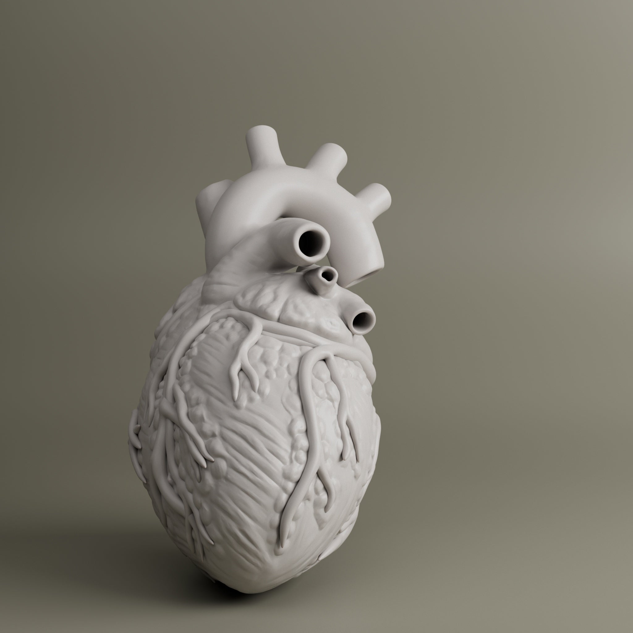 Heart Anatomy For Education