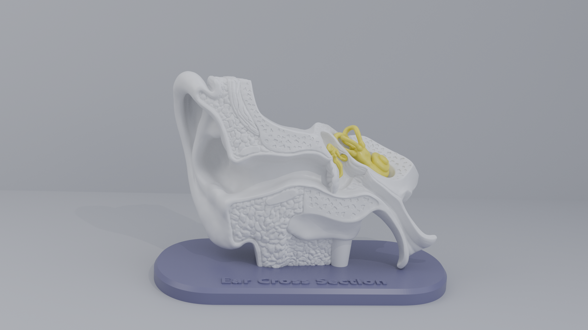Ear-Cross-Section Anatomy for Students And decoration