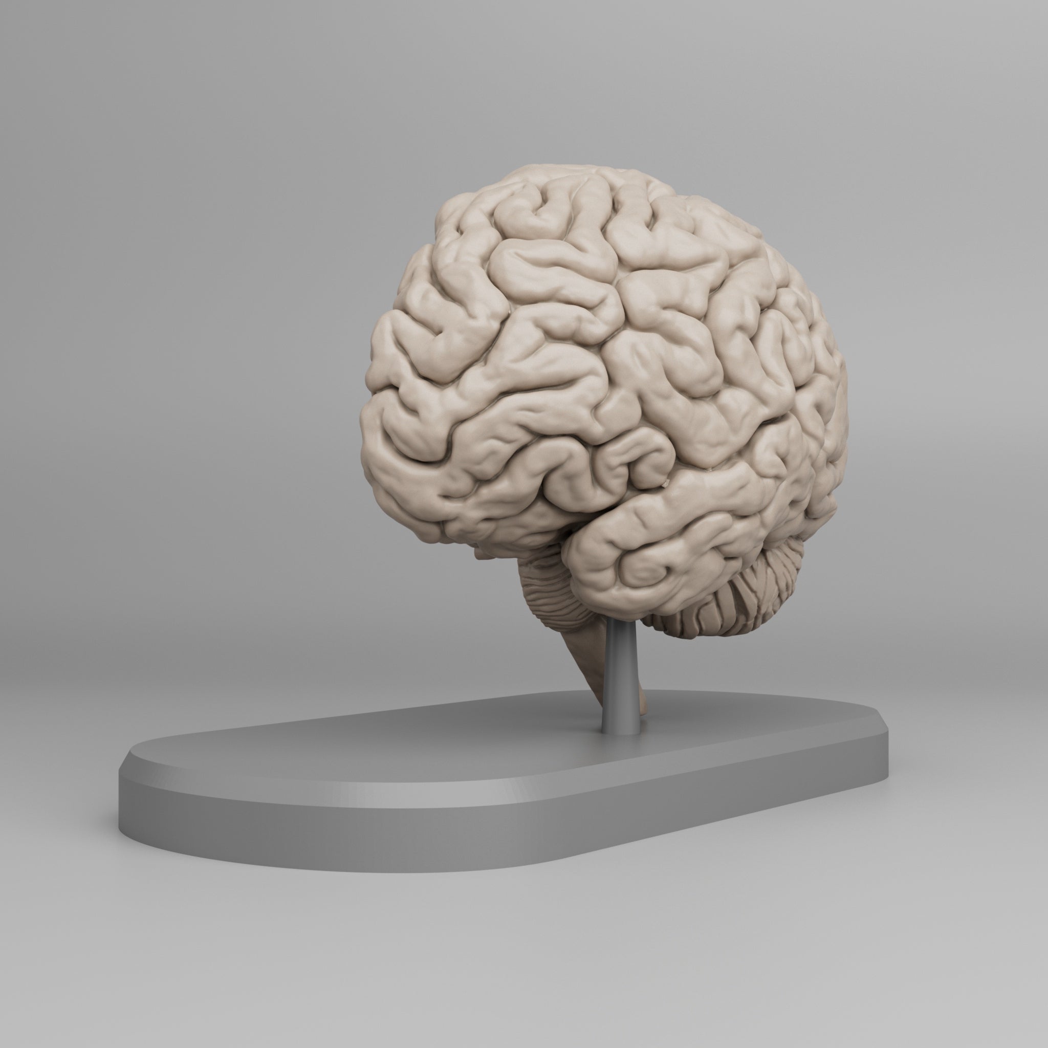 Brain Anatomy Cross-Section 3D print