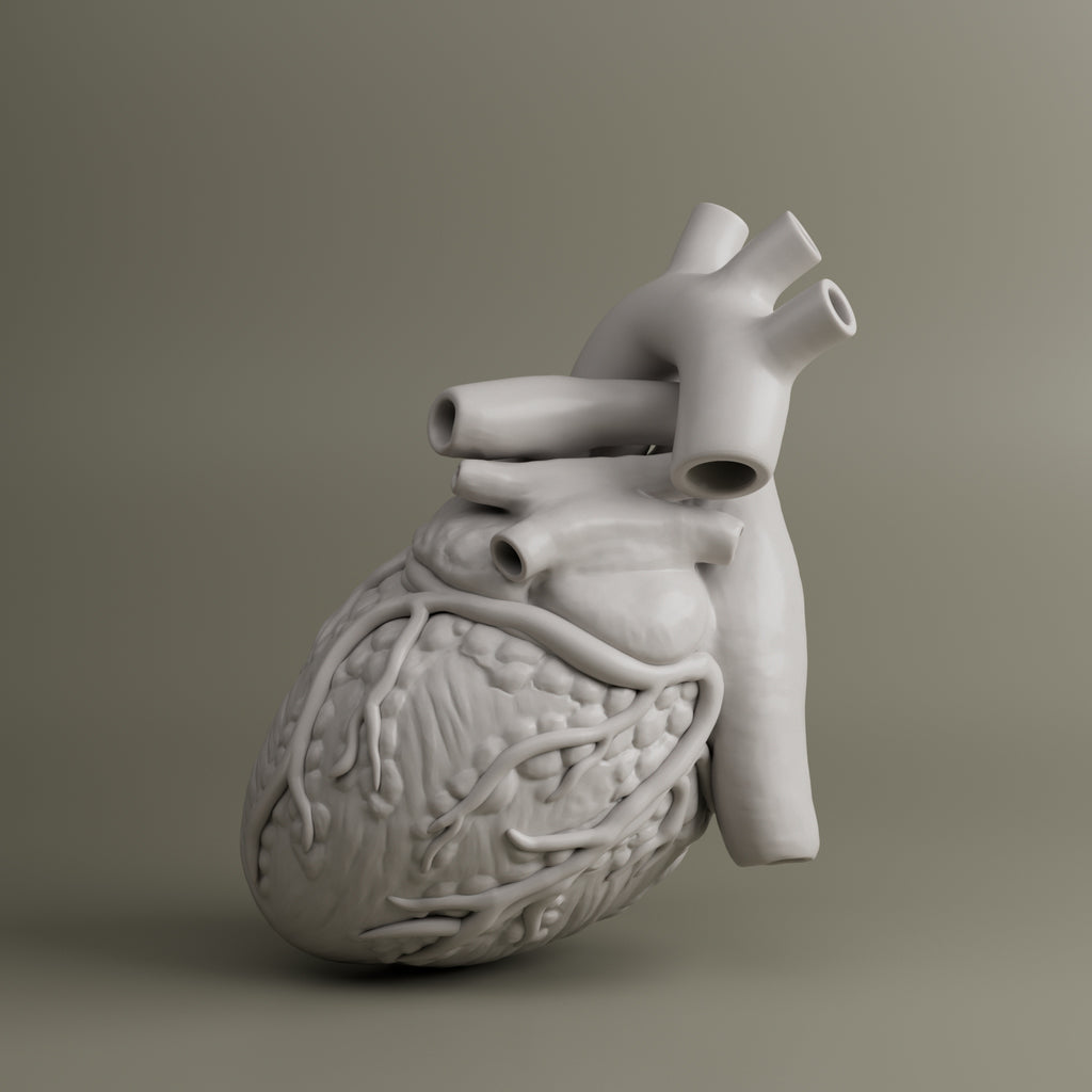 Heart Anatomy For Education