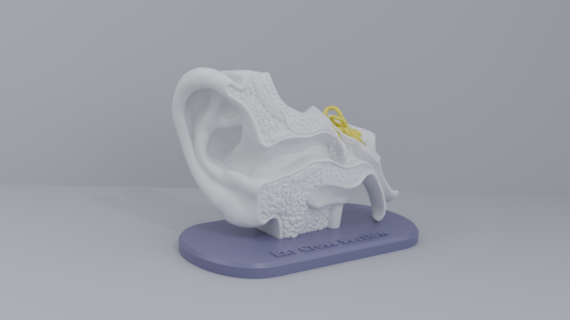 Ear-Cross-Section Anatomy for Students And decoration