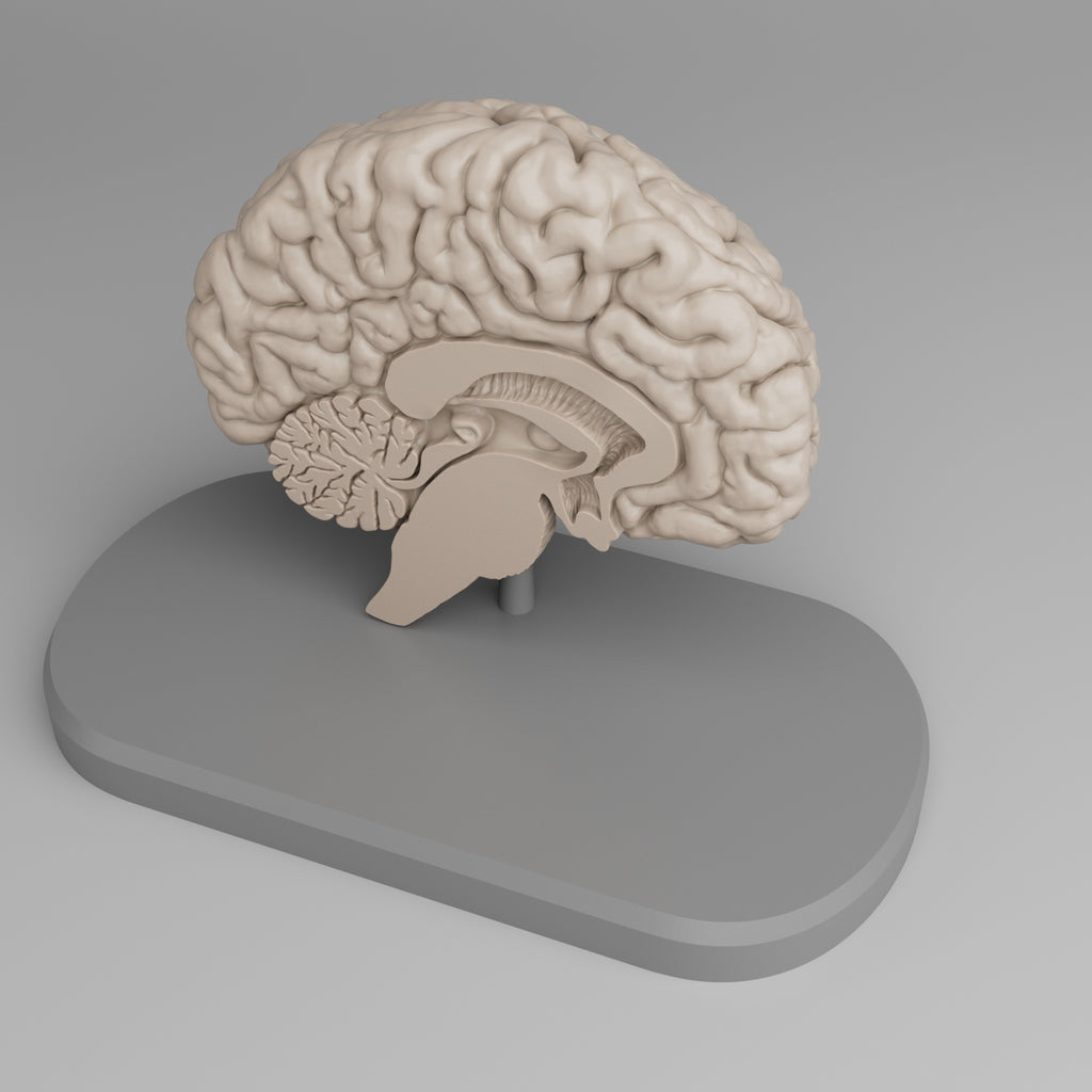 Brain Anatomy Cross-Section 3D print
