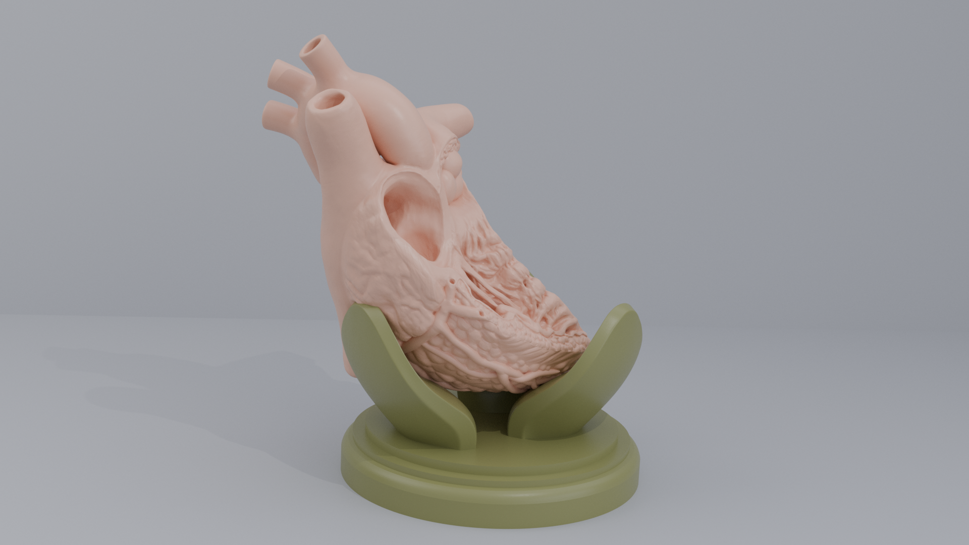 Human Heart Cross section 3D printing