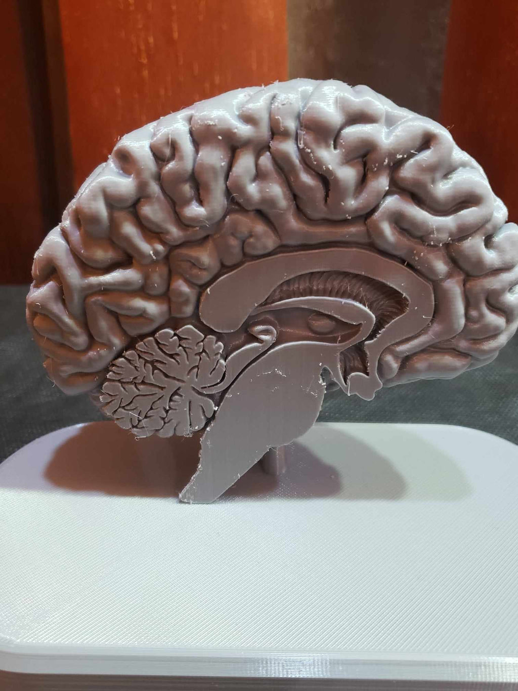 Brain Anatomy Cross-Section 3D print
