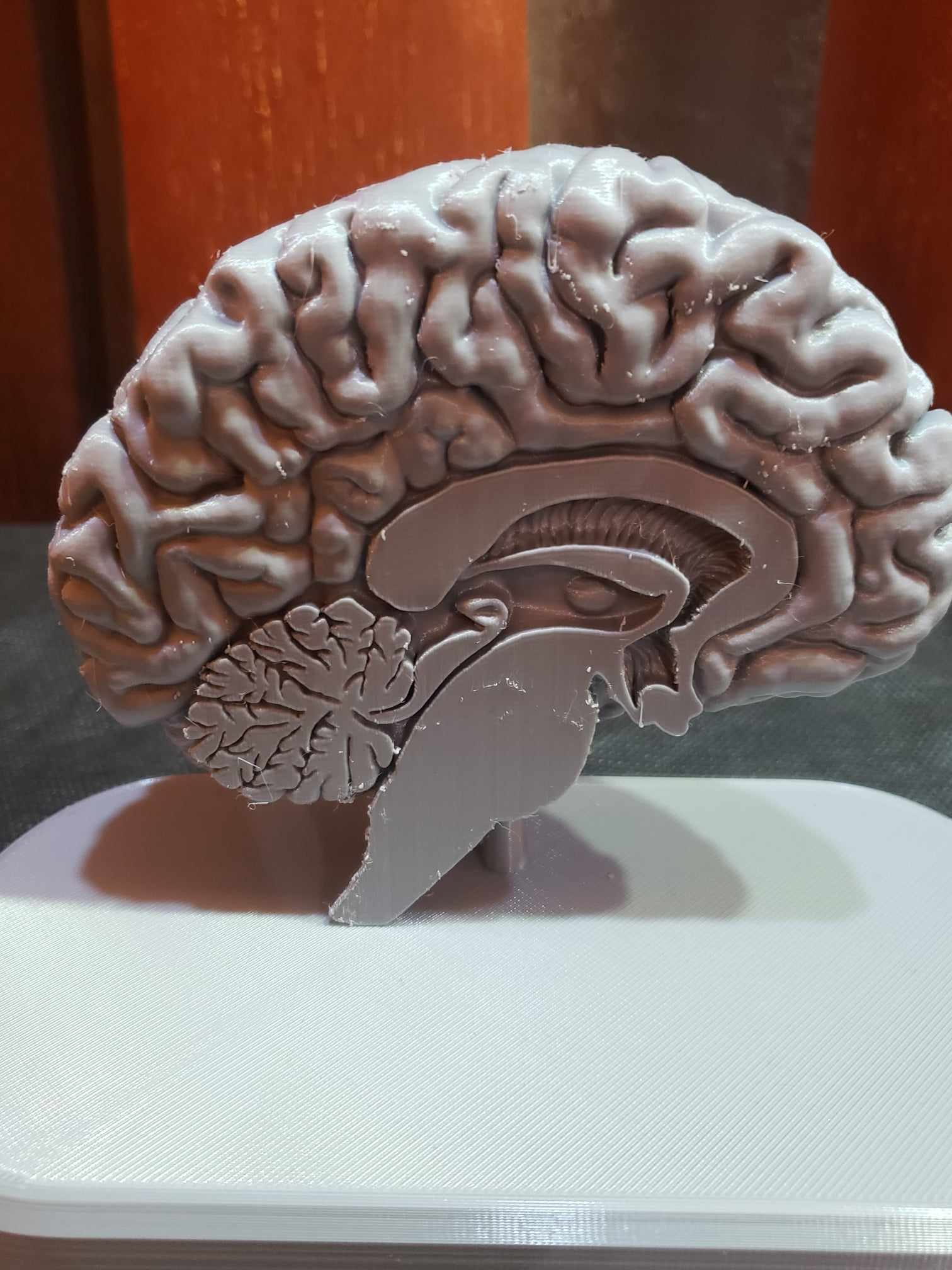 Brain Anatomy Cross-Section 3D print