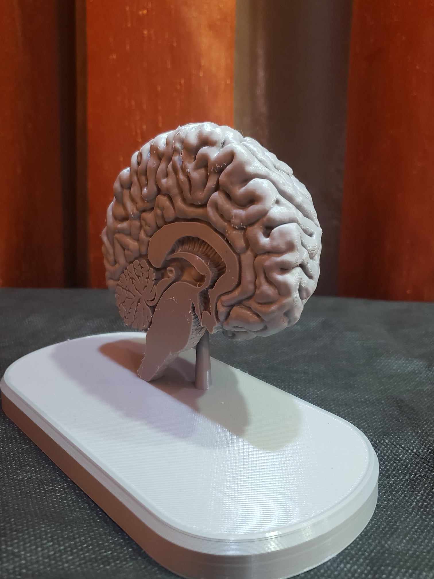 Brain Anatomy Cross-Section 3D print