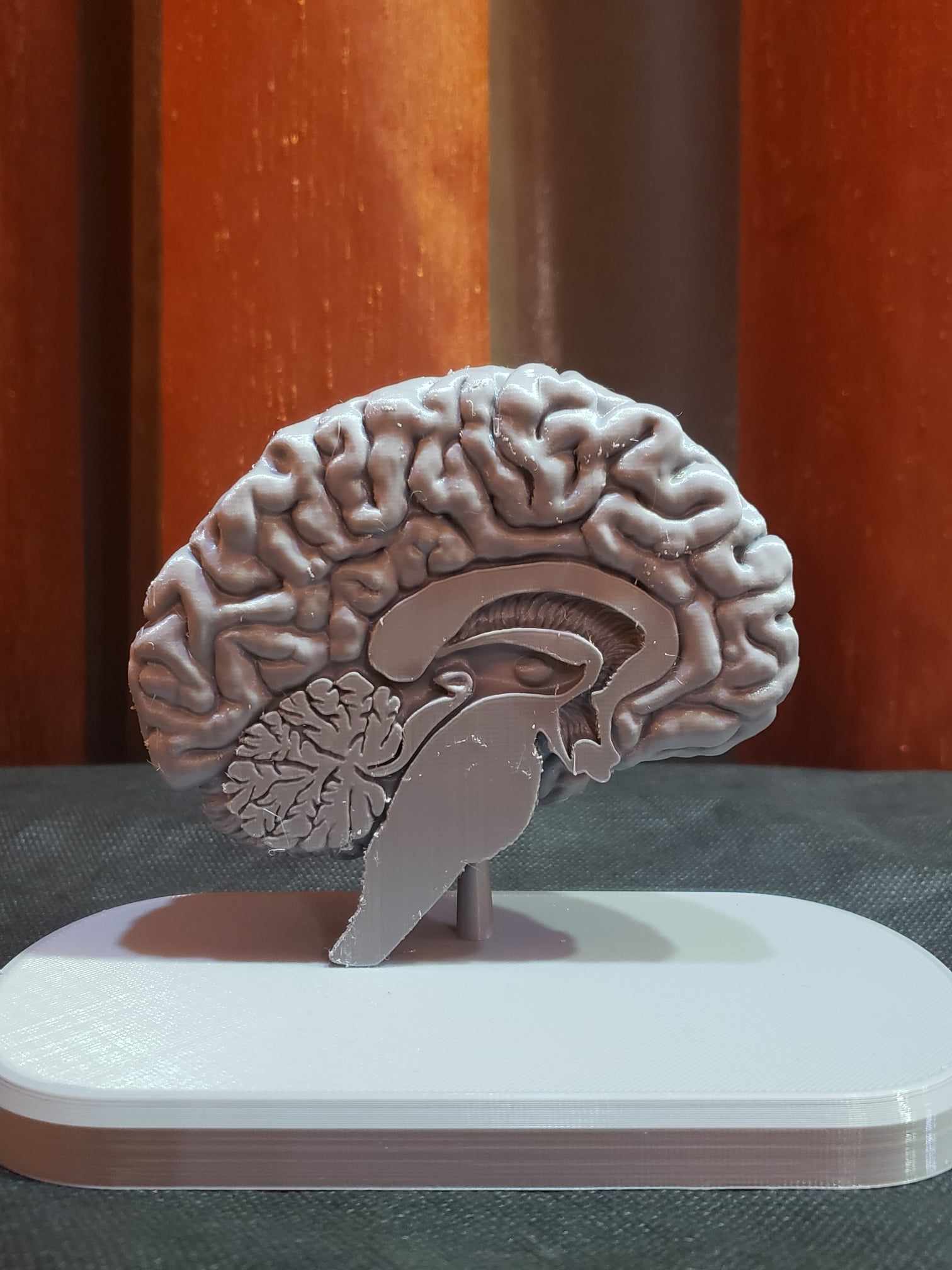 Brain Anatomy Cross-Section 3D print