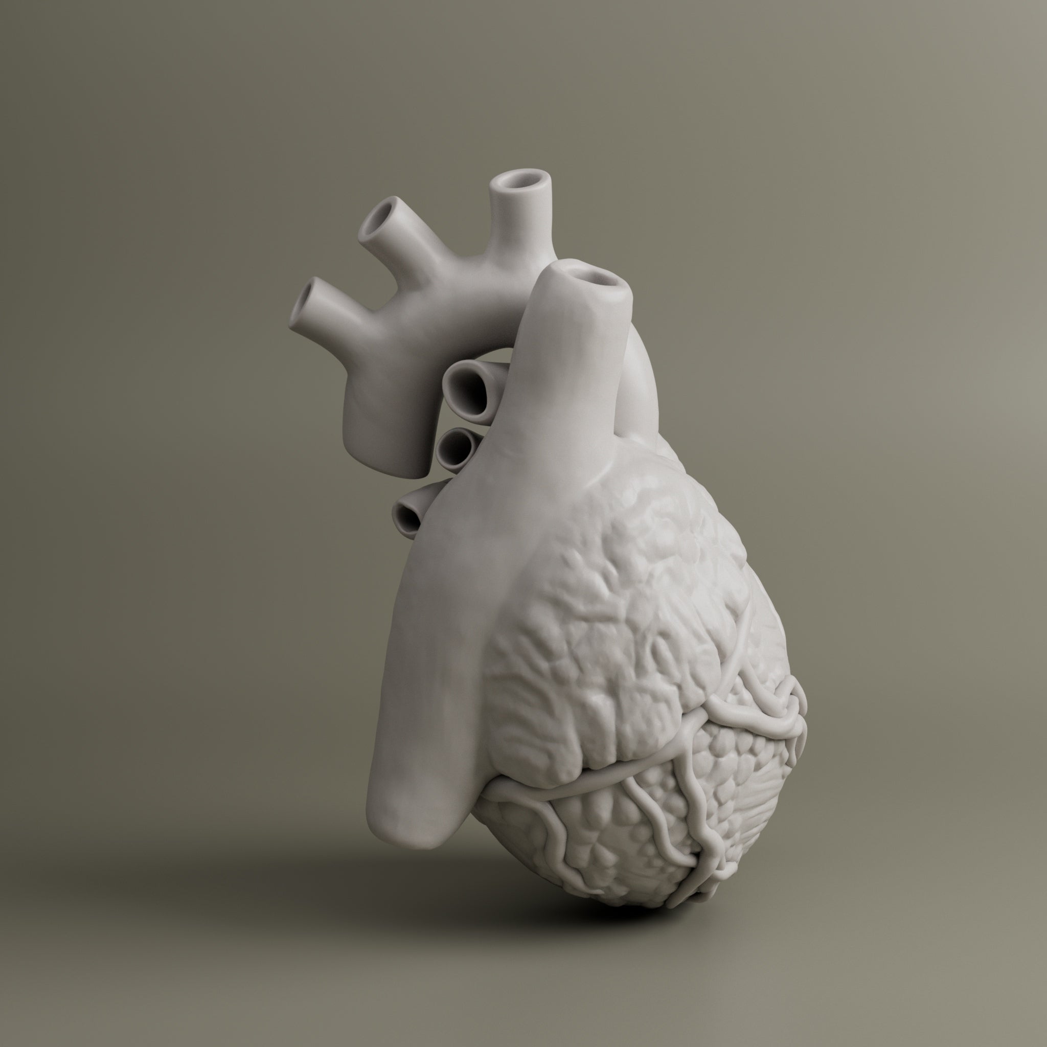 Heart Anatomy For Education