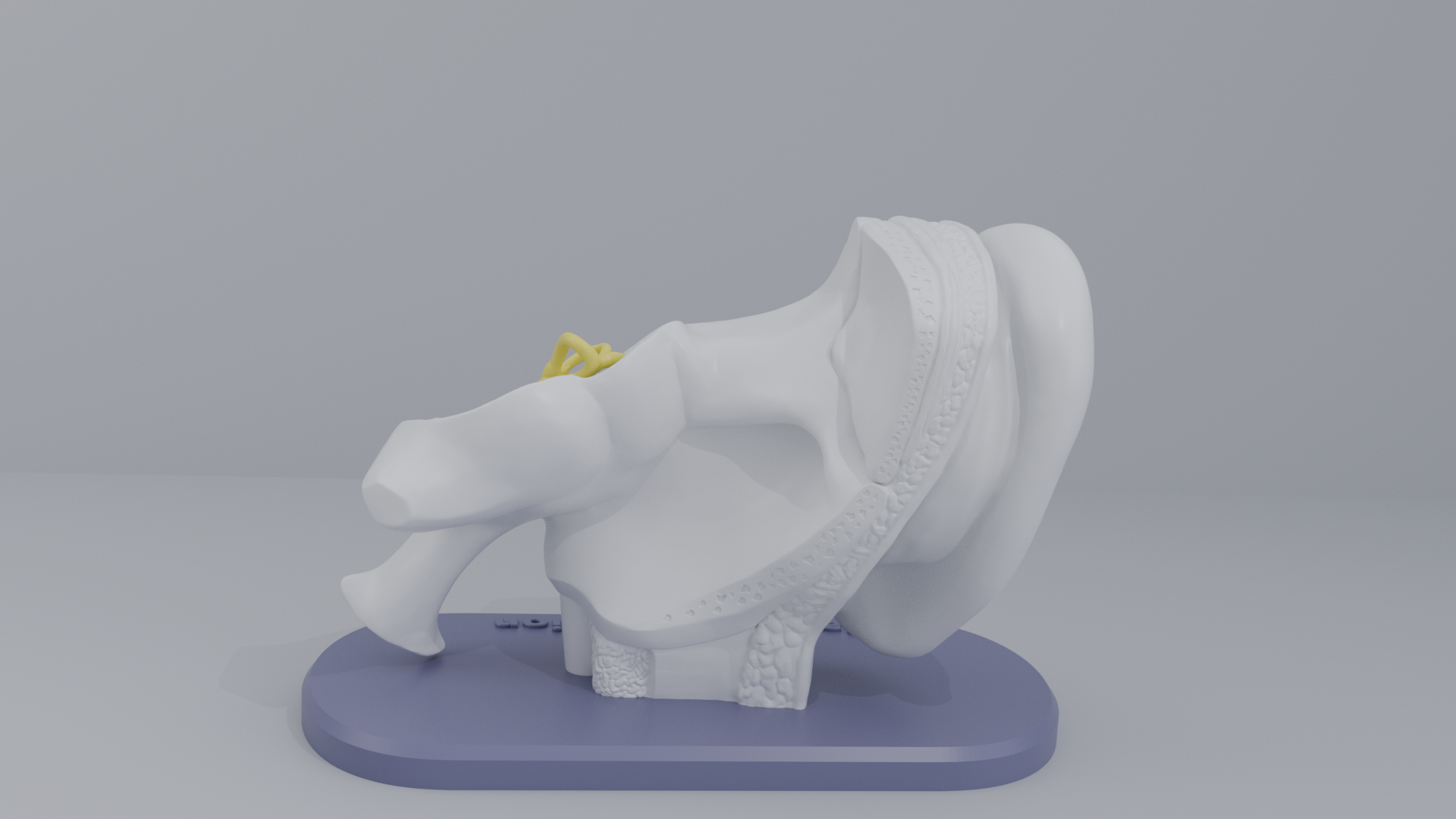 Ear-Cross-Section Anatomy for Students And decoration