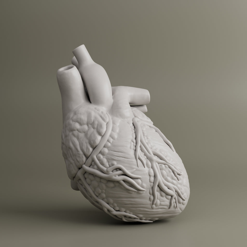 Heart Anatomy For Education