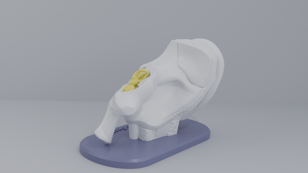 Ear-Cross-Section Anatomy for Students And decoration