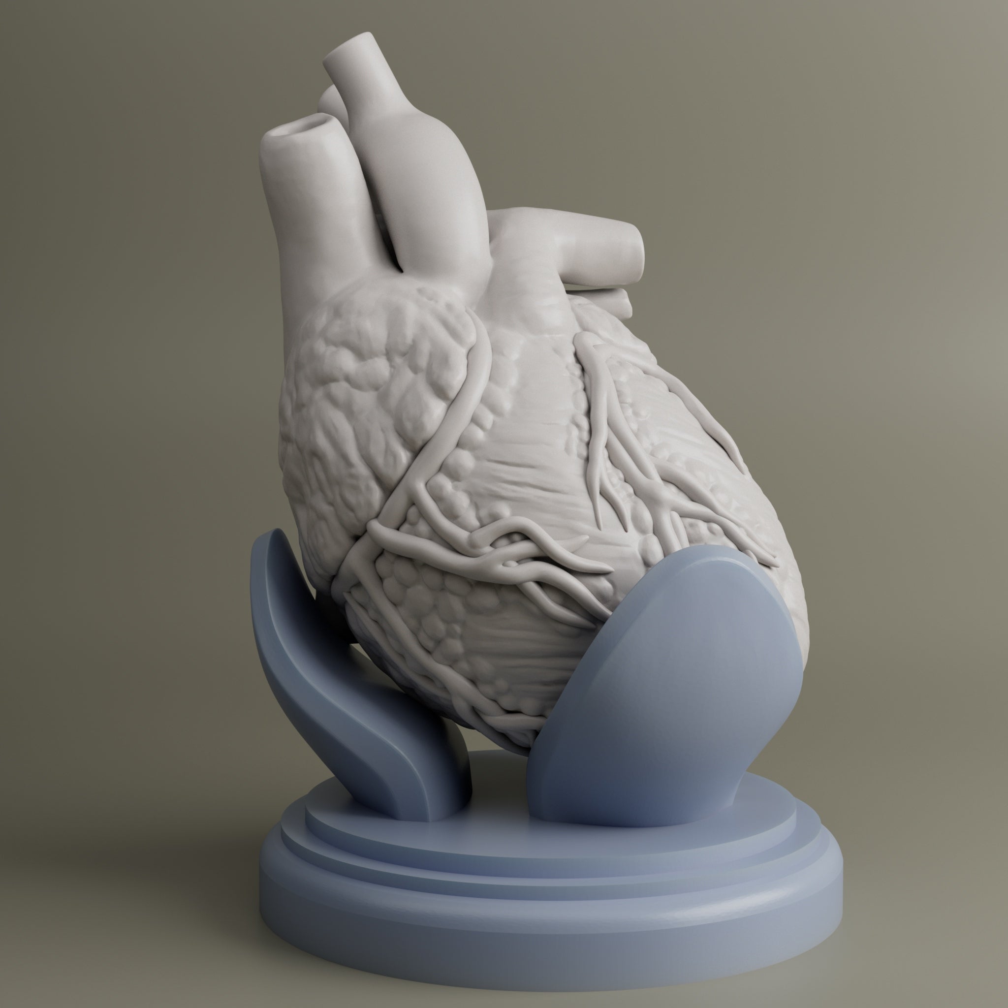 Heart Anatomy For Education
