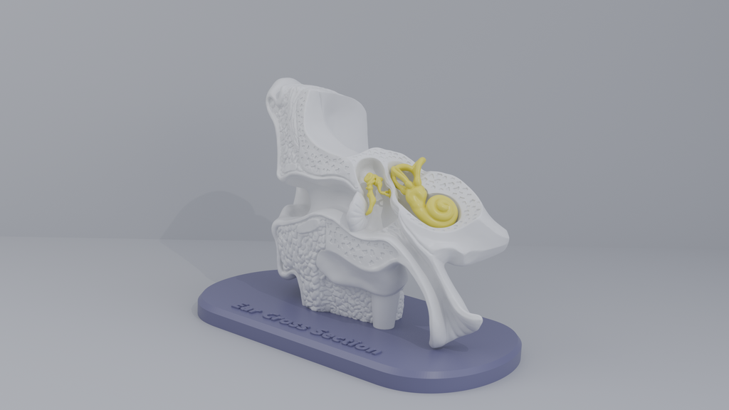 Ear-Cross-Section Anatomy for Students And decoration