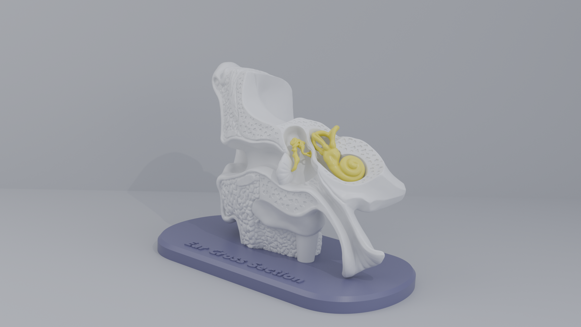 Ear-Cross-Section Anatomy for Students And decoration