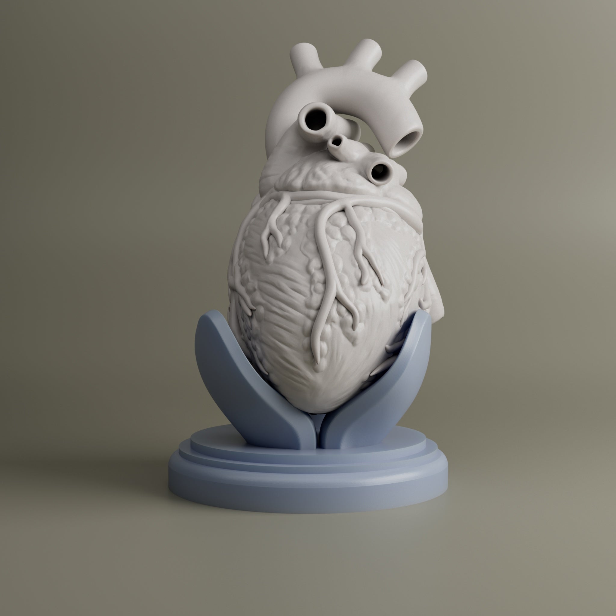 Heart Anatomy For Education