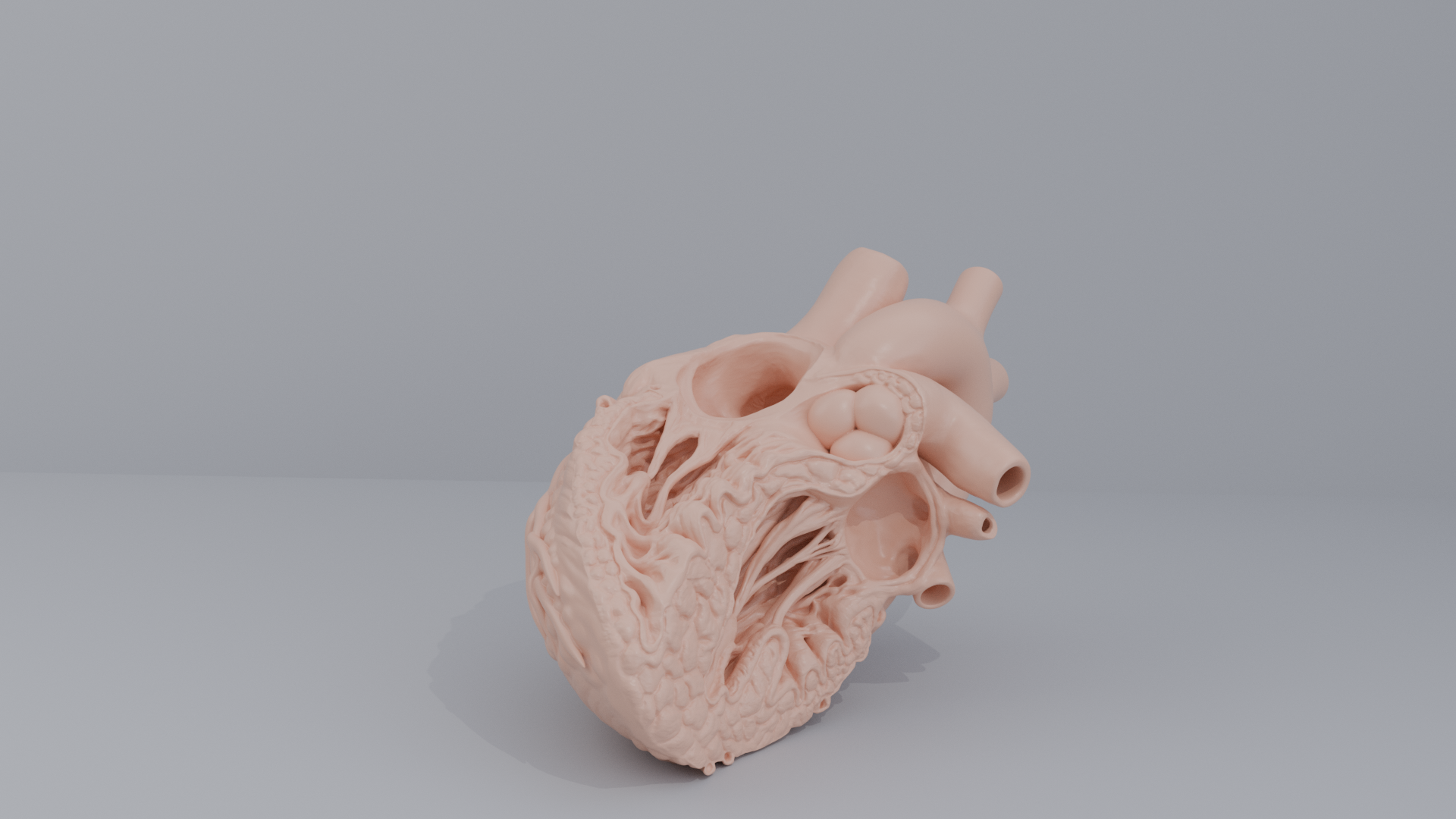 Human Heart Cross section 3D printing