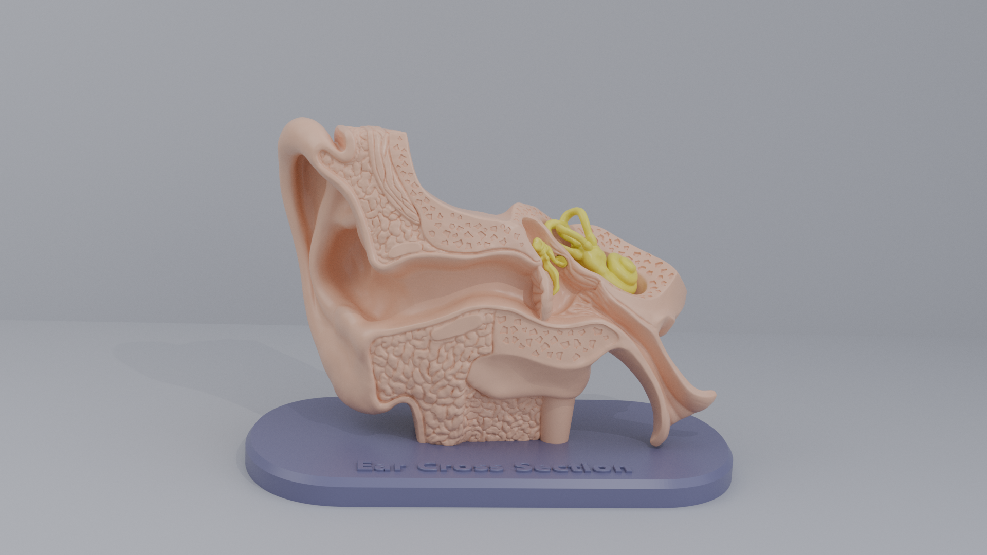 Ear-Cross-Section Anatomy for Students And decoration