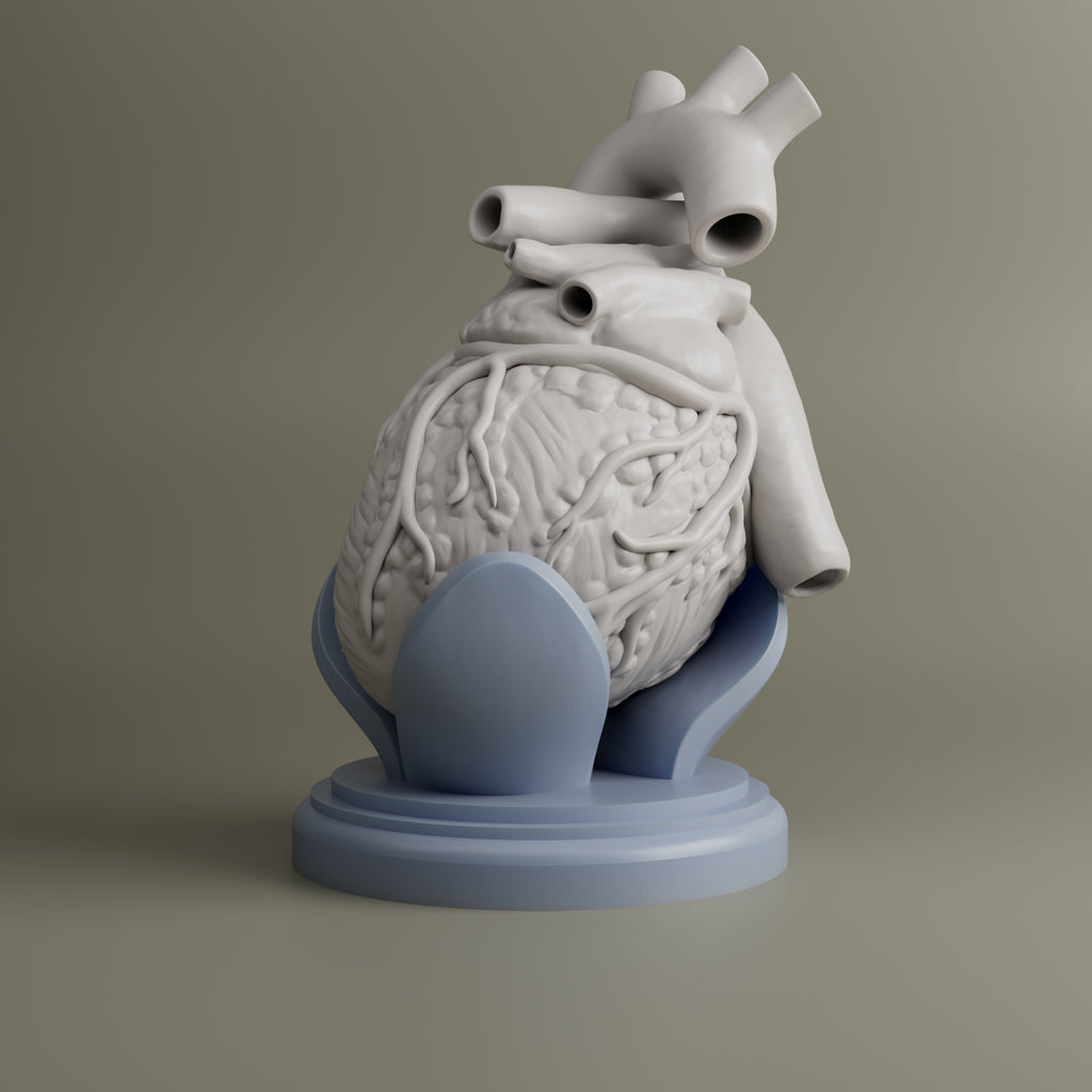 Heart Anatomy For Education