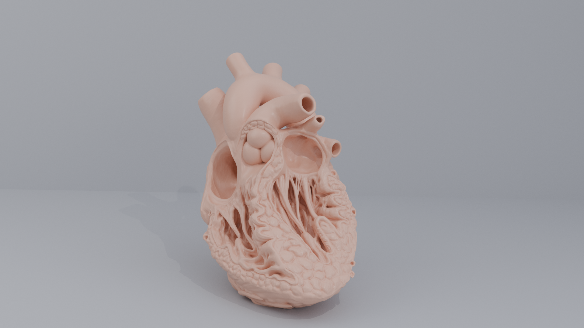 Human Heart Cross section 3D printing