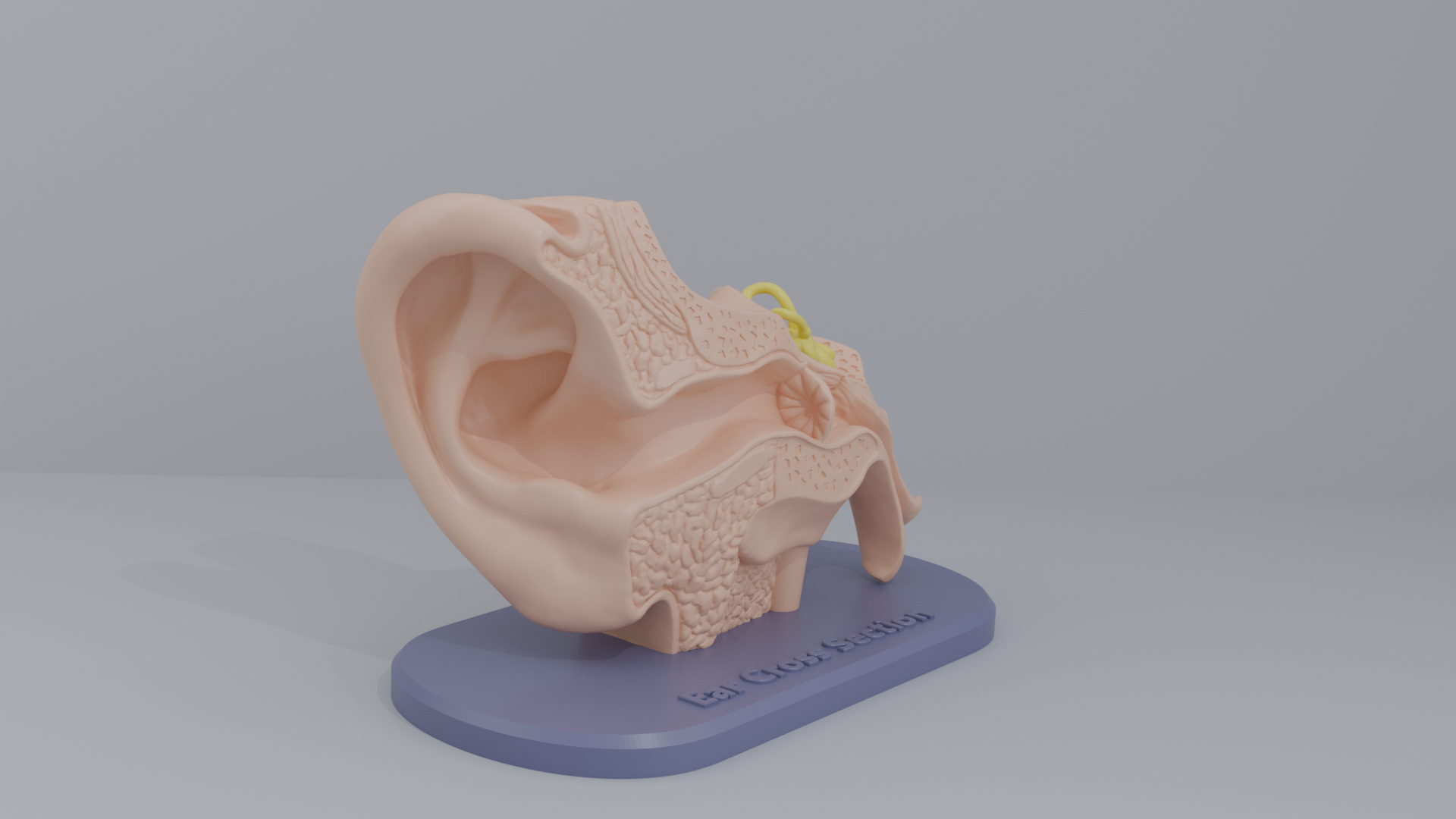 Ear-Cross-Section Anatomy for Students And decoration