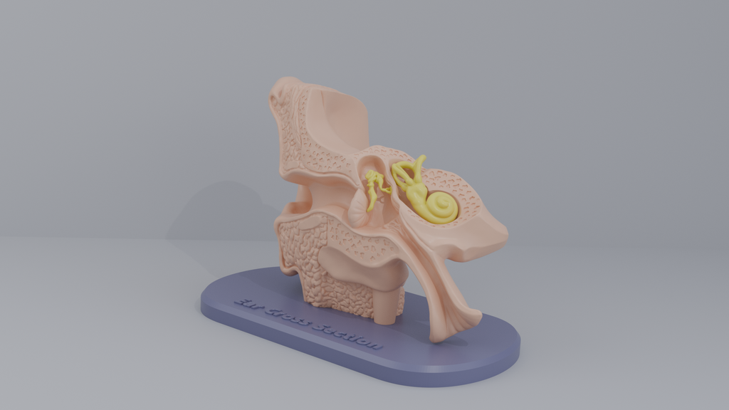 Ear-Cross-Section Anatomy for Students And decoration