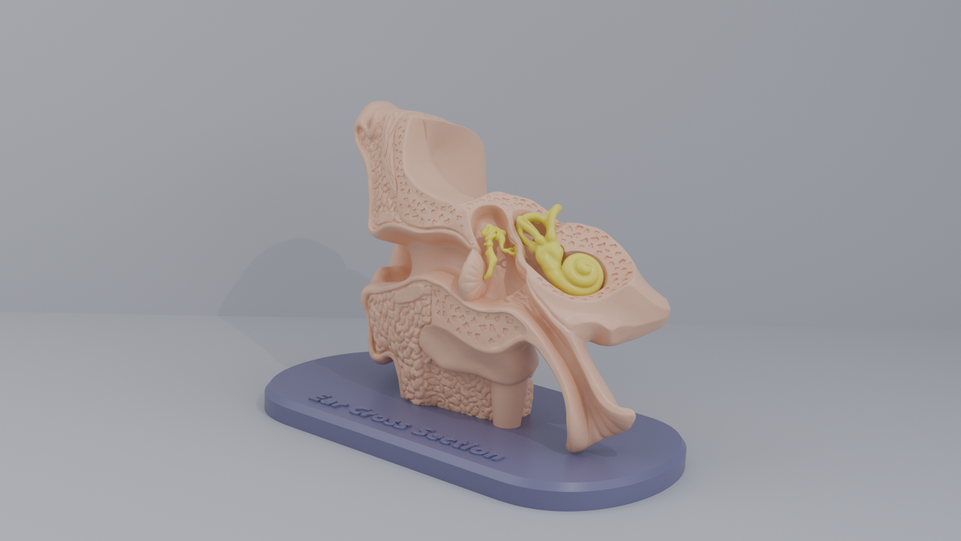 Ear-Cross-Section Anatomy for Students And decoration